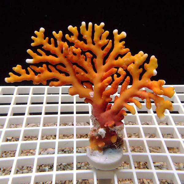 【サンゴ現物4】オージーサンゴモドキ ! 15時までのご注文で当日発送 【ミドリイシ】(t214