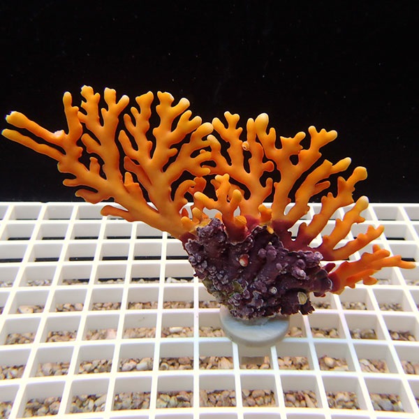 【サンゴ現物5】オージーサンゴモドキ ! 15時までのご注文で当日発送 【ミドリイシ】(t214