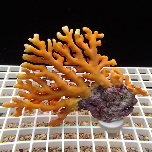 【サンゴ現物6】オージーサンゴモドキ ! 15時までのご注文で当日発送 【ミドリイシ】(t214