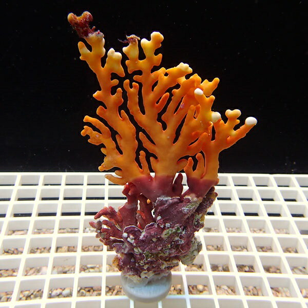 【サンゴ現物7】オージーサンゴモドキ ! 15時までのご注文で当日発送 【ミドリイシ】(t214