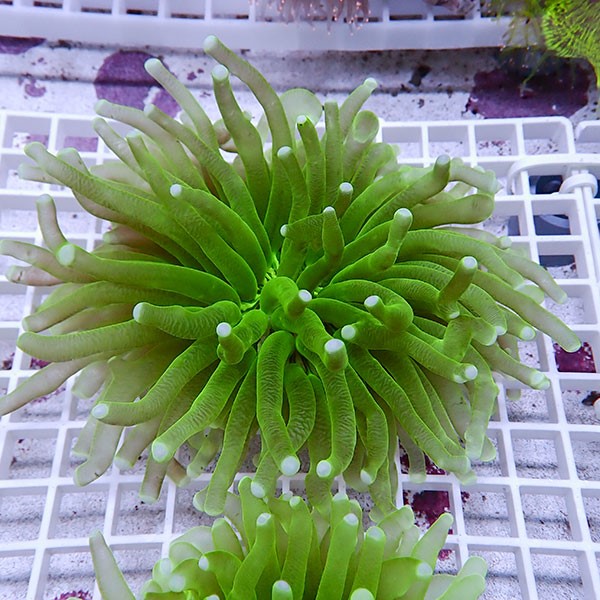 【サンゴ現物6】パラオクサビライシ !15時までのご注文で当日発送 【サンゴ】(t222