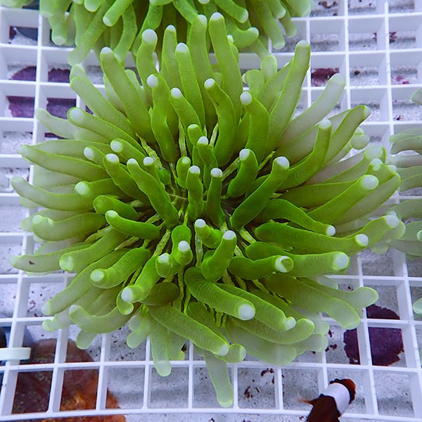 【サンゴ現物7】パラオクサビライシ !15時までのご注文で当日発送 【サンゴ】(t222