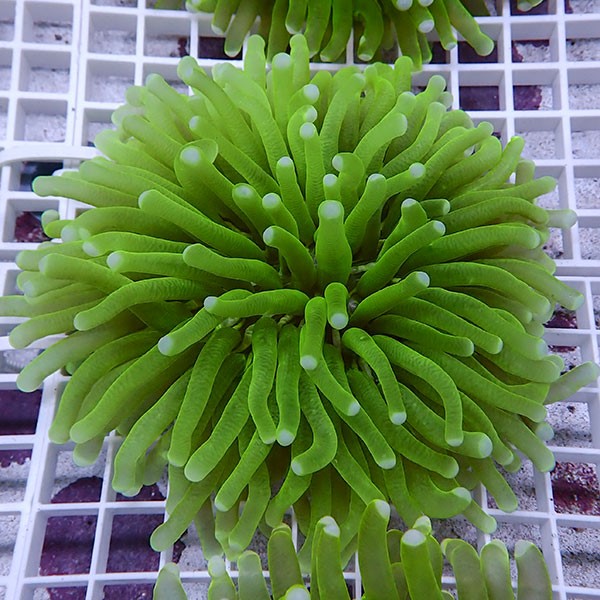 【サンゴ現物8】パラオクサビライシ !15時までのご注文で当日発送 【サンゴ】(t222