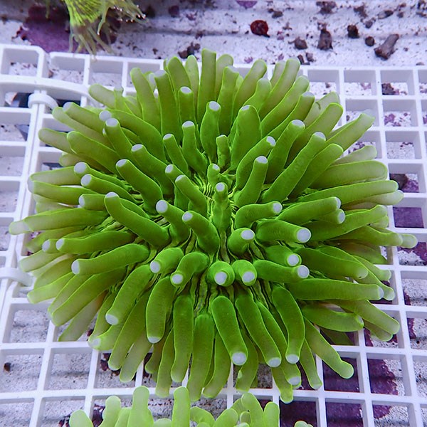 【サンゴ現物9】パラオクサビライシ !15時までのご注文で当日発送 【サンゴ】(t222