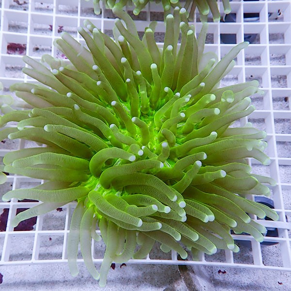 【サンゴ現物10】パラオクサビライシ !15時までのご注文で当日発送 【サンゴ】(t222