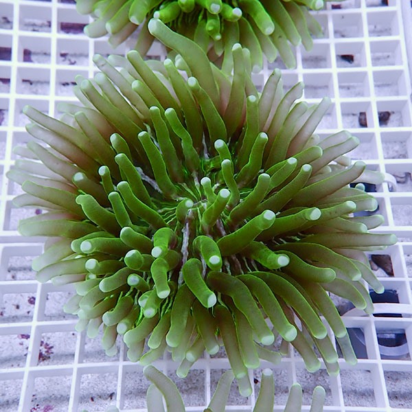 【サンゴ現物11】パラオクサビライシ !15時までのご注文で当日発送 【サンゴ】(t222