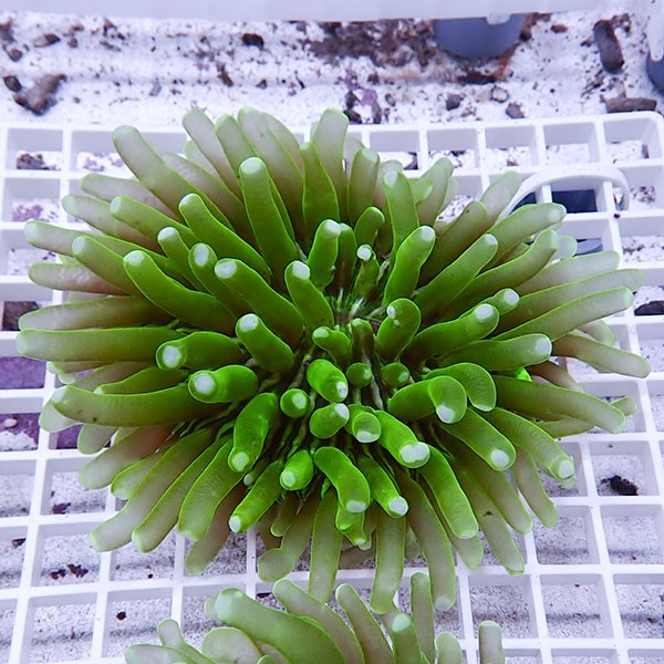 【サンゴ現物12】パラオクサビライシ !15時までのご注文で当日発送 【サンゴ】(t222