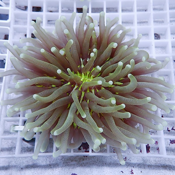 【サンゴ現物13】パラオクサビライシ !15時までのご注文で当日発送 【サンゴ】(t222