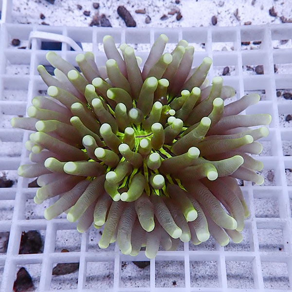 【サンゴ現物14】パラオクサビライシ !15時までのご注文で当日発送 【サンゴ】(t222