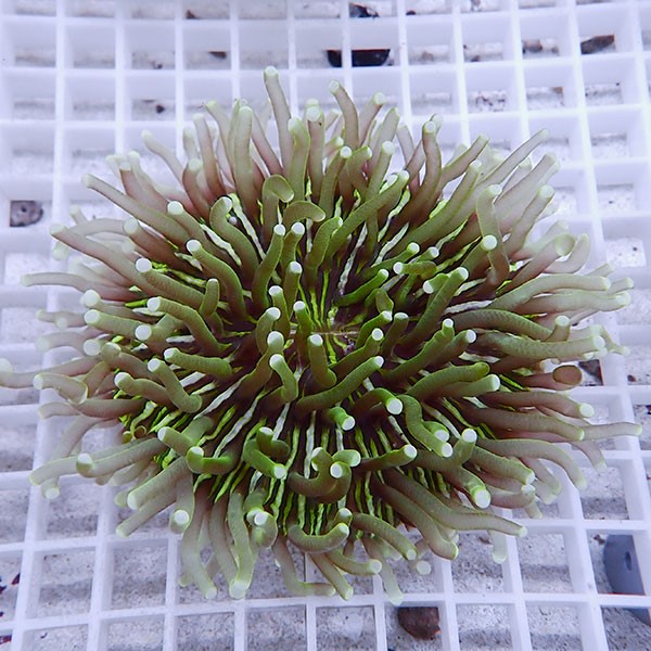 【サンゴ現物15】パラオクサビライシ !15時までのご注文で当日発送 【サンゴ】(t222