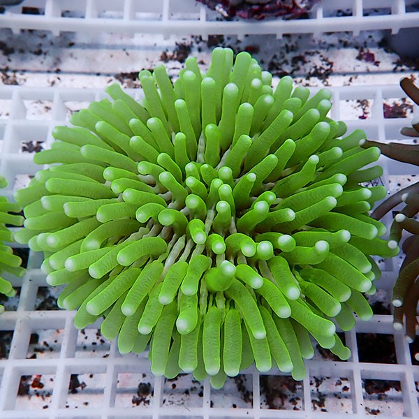 【サンゴ現物16】パラオクサビライシ !15時までのご注文で当日発送 【サンゴ】(t222