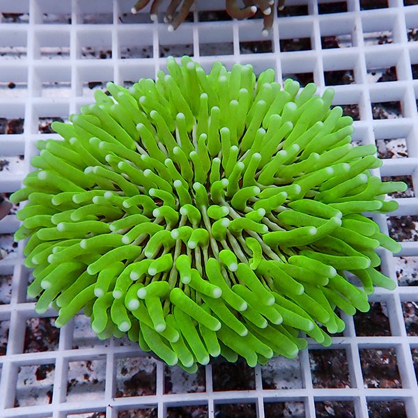 【サンゴ現物17】パラオクサビライシ !15時までのご注文で当日発送 【サンゴ】(t222