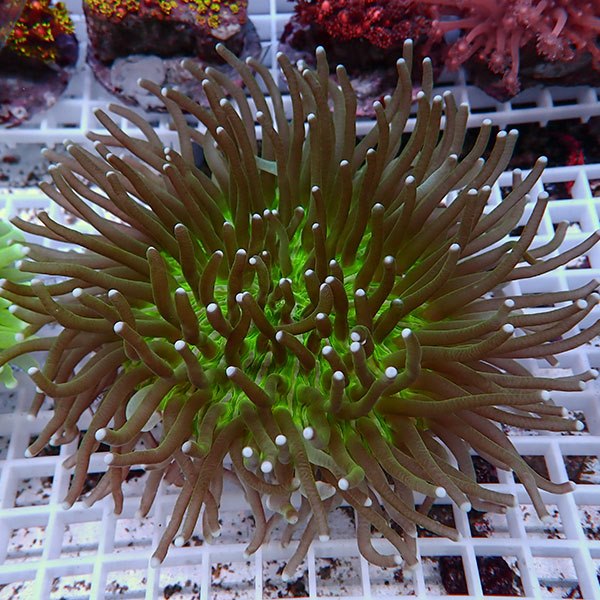 【サンゴ現物18】パラオクサビライシ !15時までのご注文で当日発送 【サンゴ】(t222