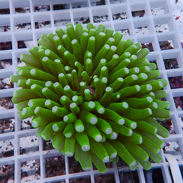 【サンゴ現物19】パラオクサビライシ !15時までのご注文で当日発送 【サンゴ】(t222