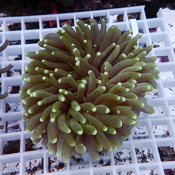【サンゴ現物20】パラオクサビライシ !15時までのご注文で当日発送 【サンゴ】(t222