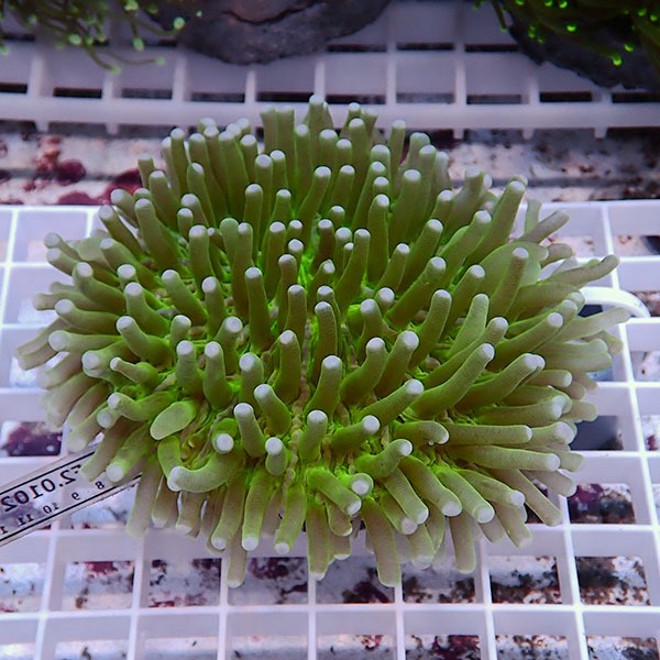 【サンゴ現物21】パラオクサビライシ !15時までのご注文で当日発送 【サンゴ】(t222