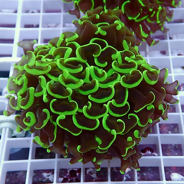 【サンゴ現物168】ナガレハナサンゴ!15時までのご注文で当日発送 【サンゴ】(t136