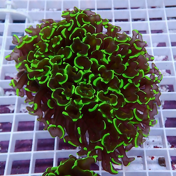 【サンゴ現物169】ナガレハナサンゴ!15時までのご注文で当日発送 【サンゴ】(t136