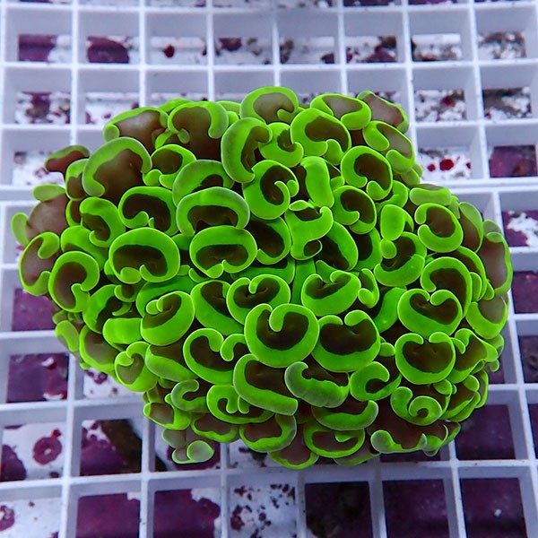 【サンゴ現物170】ナガレハナサンゴ!15時までのご注文で当日発送 【サンゴ】(t136