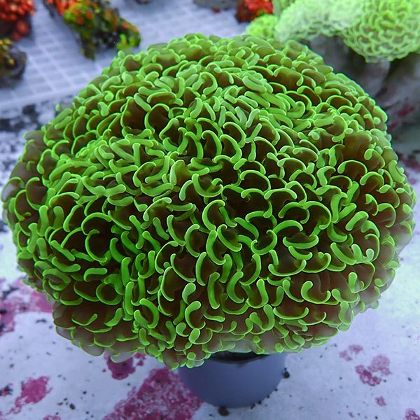 【サンゴ現物200】ナガレハナサンゴ bigサイズ 16-15cm!15時までのご注文で当日発送 【サンゴ】(t136