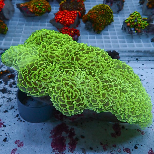 【サンゴ現物300】ナガレハナサンゴ bigサイズ 21-11cm!15時までのご注文で当日発送 【サンゴ】(t136