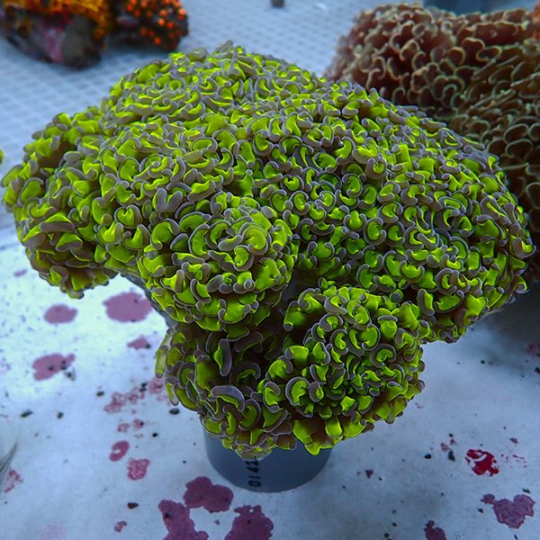 【サンゴ現物400】ナガレハナサンゴ bigサイズ 17-15cm!15時までのご注文で当日発送 【サンゴ】(t136