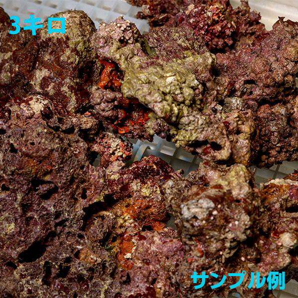 【サンプル画像】Sグレード ライブロック ”注意”内容と価格は1キロ!【ライブロック】キュア済み 石灰藻 15時までのご注文で当日発送(t108