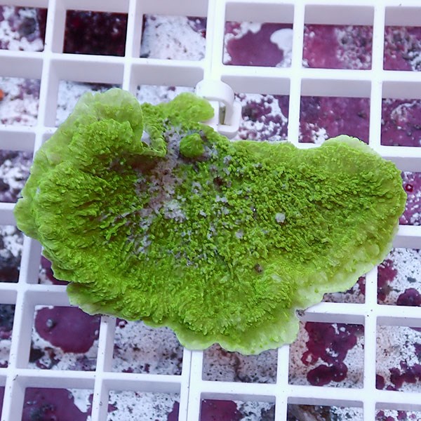 【サンゴ現物11】コモンサンゴ ! 15時までのご注文で当日発送【ミドリイシ】(t214