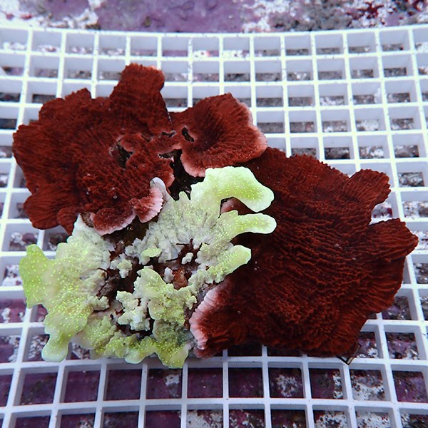 【サンゴ現物3】ウスコモンサンゴブリード ! 15時までのご注文で当日発送【ミドリイシ】(t214