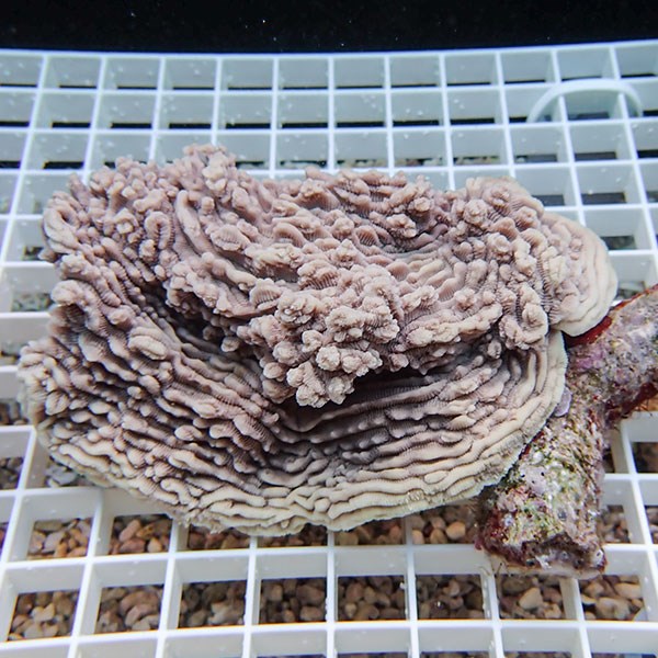 【サンゴ現物5】リュウモンサンゴ! 15時までのご注文で当日発送 【ミドリイシ】(t214