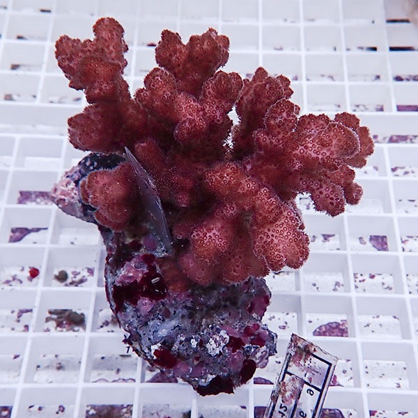 【サンゴ現物16】 ハナヤサイサンゴ ブリード!15時までのご注文で当日発送 【ミドリイシ】(t214