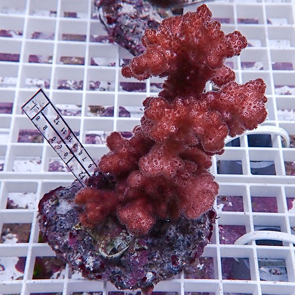 【サンゴ現物17】 ハナヤサイサンゴ ブリード!15時までのご注文で当日発送 【ミドリイシ】(t214