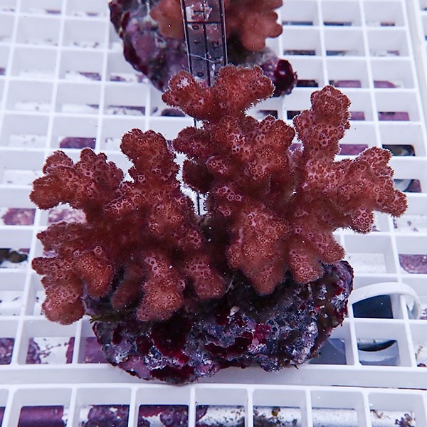 【サンゴ現物19】 ハナヤサイサンゴ ブリード!15時までのご注文で当日発送 【ミドリイシ】(t214