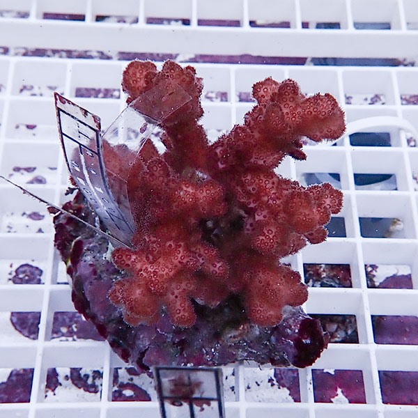 【サンゴ現物20】 ハナヤサイサンゴ ブリード!15時までのご注文で当日発送 【ミドリイシ】(t214