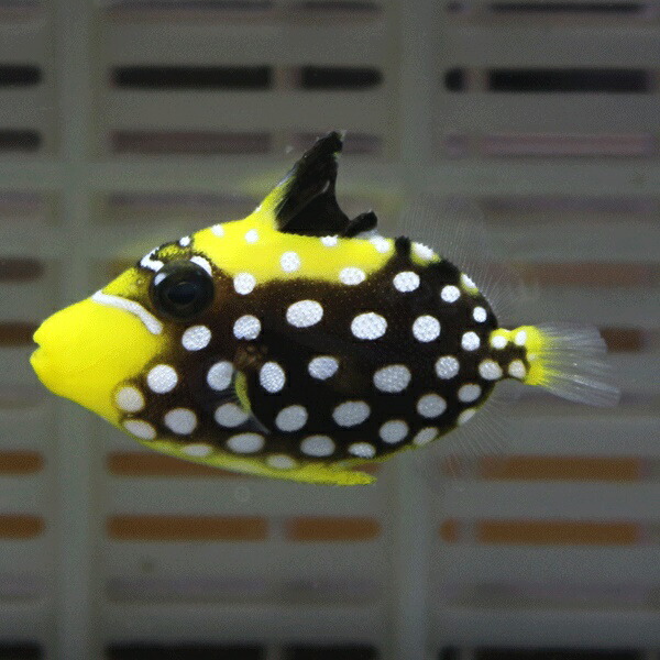 モンガラカワハギ T 4-6cm±! 海水魚 ハギ人工餌付け!15時までのご注文で当日発送(t119