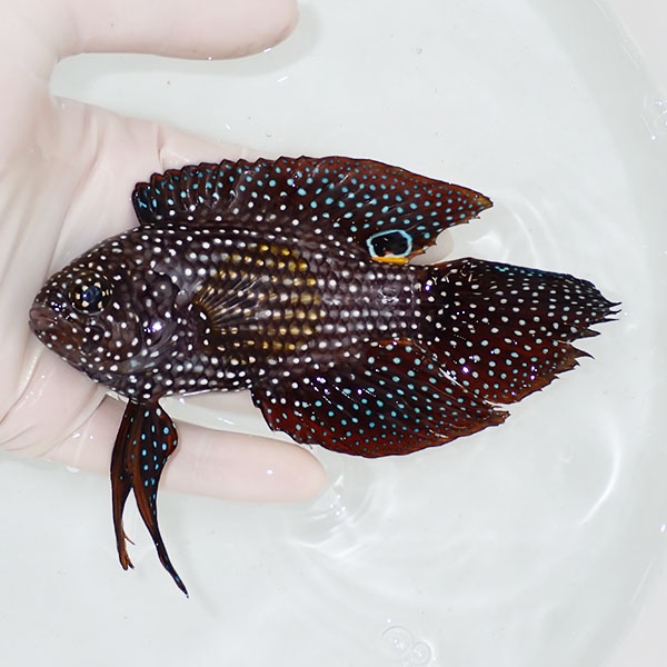 【現物1】ヒレスレ有りシモフリタナバタウオ  13cm±! 海水魚  15時までのご注文で当日発送(t120(t207