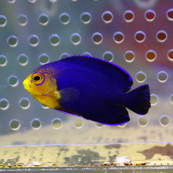 粒エサOK チェルブピグミーエンゼル 3.5～4cm±! 海水魚 ヤッコ 餌付け 15時までのご注文で当日発送(t111
