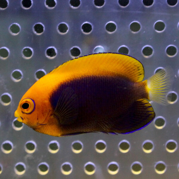 アフリカンフレームバック アフリカンピグミー 4-6cm±! 海水魚 ヤッコ 餌付け 15時までのご注文で当日発送(t111