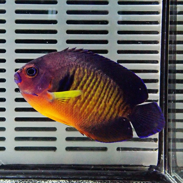 ルリヤッコ 6-8cm± ! 海水魚 ヤッコ 15時までのご注文で当日発送(t111