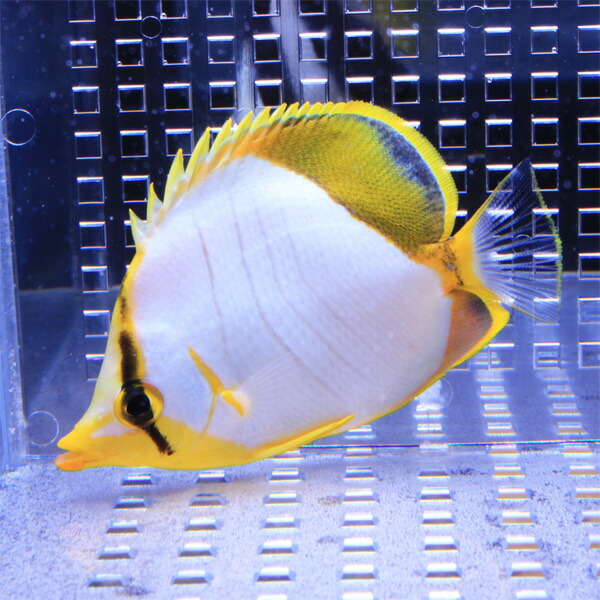 サントスバタフライ 6-8cm±! 海水魚 チョウチョウウオ 餌付け 15時までのご注文で当日発送(t114