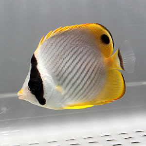 クラカケチョウウオ 5-7cm±! 海水魚 チョウチョウウオ 餌付け15時までのご注文で当日発送(t114