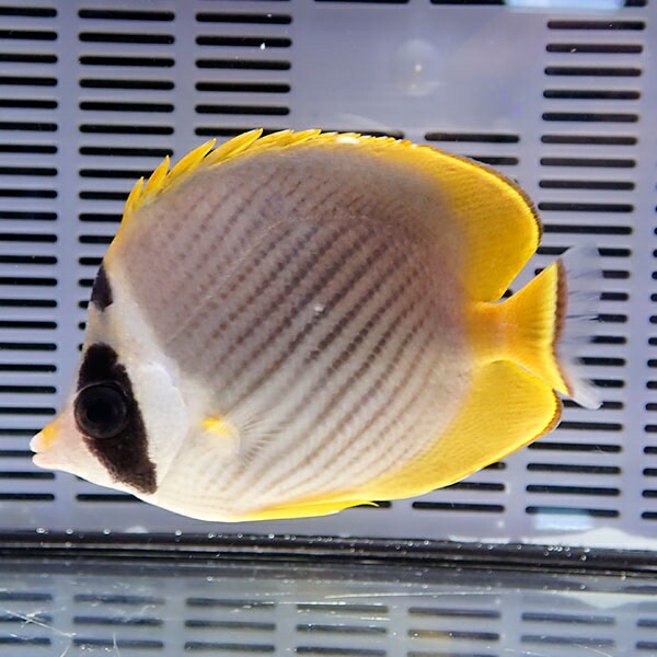 クラカケチョウ 8-10cm±!  海水魚 チョウチョウウオ 15時までのご注文で当日発送(t114