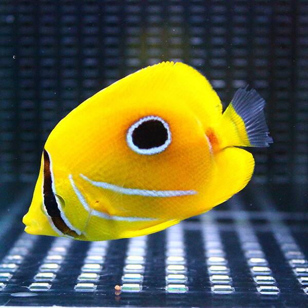 ウミヅキチョウ 4-6cm±! 海水魚 チョウチョウウオ !15時までのご注文で当日発送(t114