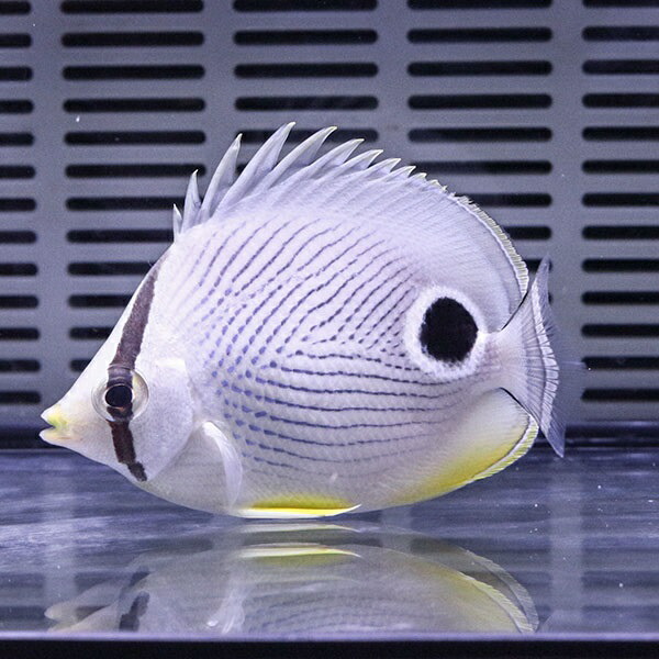 フォーアイバタフライ 6-8cm±! チョウチョウウオ 海水魚15時までのご注文で当日発送(t114