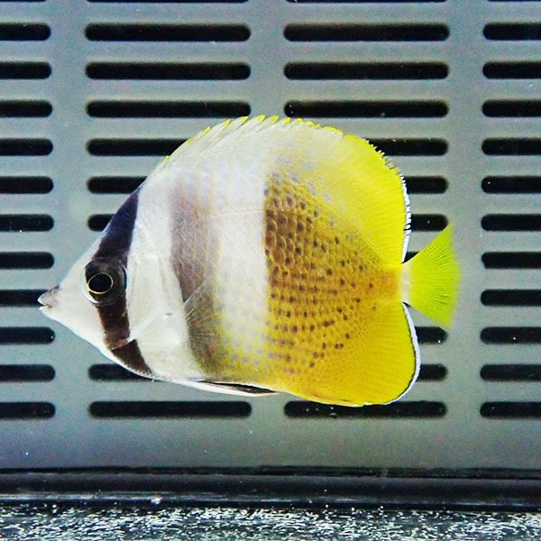 ミゾレチョウ 4-6cm±! ! 海水魚 チョウチョウウオ 餌付け 15時までのご注文で当日発送(t114