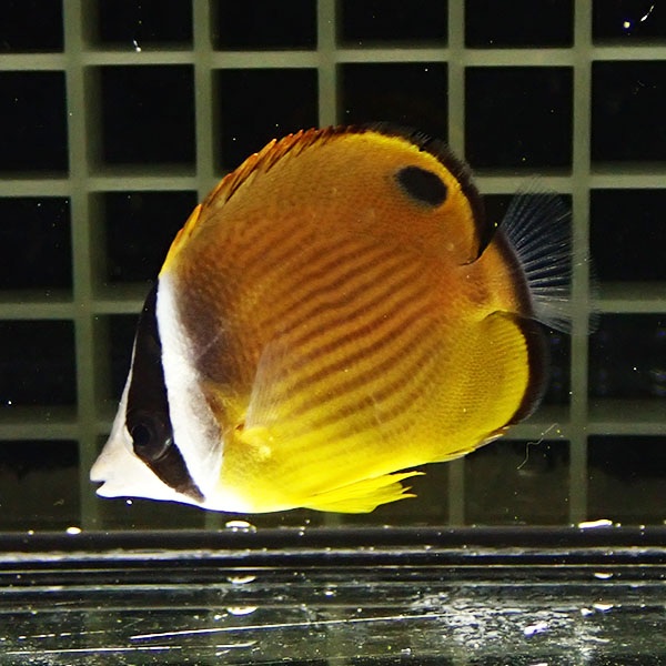 ナミチョウチョウウオ 6-8cm±! 海水魚 チョウチョウウオ !15時までのご注文で当日発送(t114