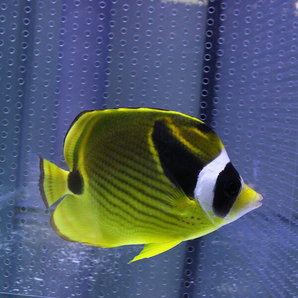 チョウハン 6-8cm±! 海水魚 チョウチョウウオ(t114