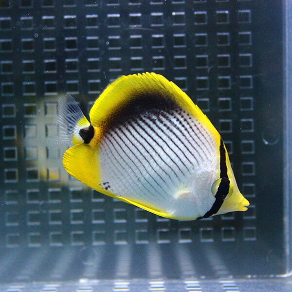 アケボノチョウ 6-8cm±! 海水魚 チョウチョウウオ 15時までのご注文で当日発送(t114