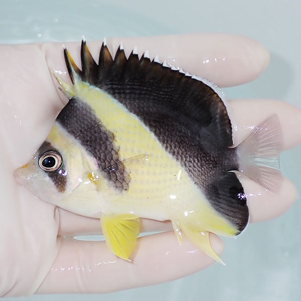 【現物1】バーゲスバタフライ 8.5cm±! 海水魚 チョウチョウウオ 15時までのご注文で当日発送(t114(t207
