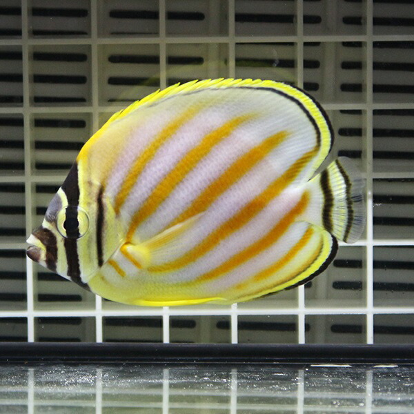 ハナグロチョウチョウウオ 5-7cm±海水魚【餌付け未】15時までのご注文で当日発送(t114